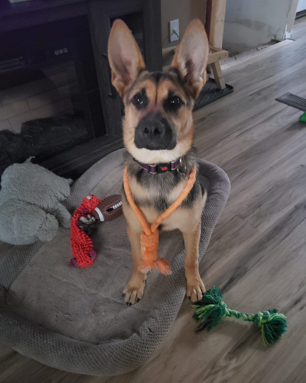 German shepherd sitting and looking at the camera