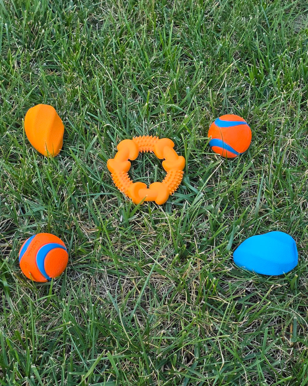 Overhead view of the Den Club box toys on grass: two orange and blue balls, an orange spiky chew ring, an orange rubber football and a blue rubber football