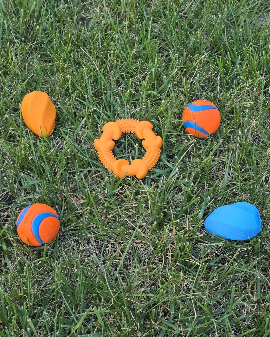 Overhead view of the Den Club box toys on grass: two orange and blue balls, an orange spiky chew ring, an orange rubber football and a blue rubber football
